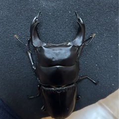 【国産オオクワガタ5】アンバランス アブレイズ　オス単品 ♂74...