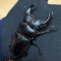 【国産オオクワガタ5】アンバランス アブレイズ ペア　オス単74mm 顎幅5.8mm メス41mm新成虫 国極太血統の画像
