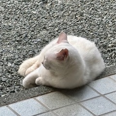 とても美人な白猫さん - 猫