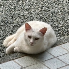 とても美人な白猫さん - 多気郡