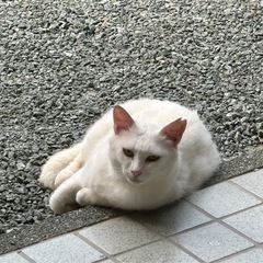 とても美人な白猫さん