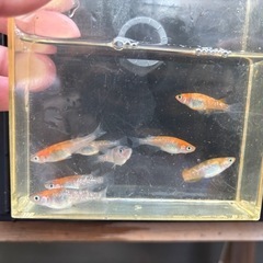布袋草の画像