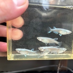 布袋草の画像