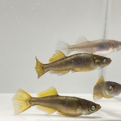 【羽生田売店様】にて　熱帯魚　各種の画像