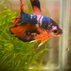 【羽生田売店様】にて　熱帯魚　各種の画像