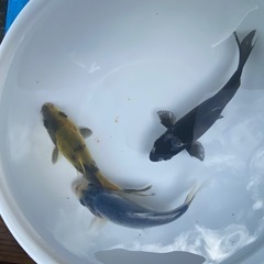 【羽生田売店様】にて　熱帯魚　各種の画像