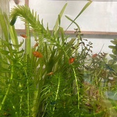 レッドプラティ稚魚の画像