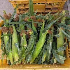 ★朝取り【未来🌽】トウモロコシ🌽★の画像