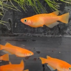 紅帝めだかの画像