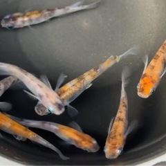 #44 雲州三色メダカ　8匹¥3,000の画像