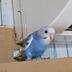 ランキングキーワードに紐づく投稿画像-インコ