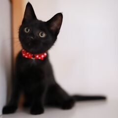 【里親決定】人間大好き黒猫ちゃん