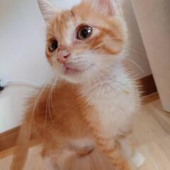 仔猫の相談室Vita里親募集(62)
