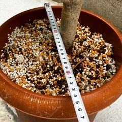 ウンベラータの画像