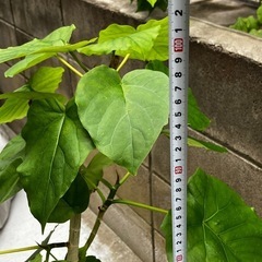 ウンベラータの画像