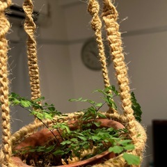 観葉植物　ハンギングの画像