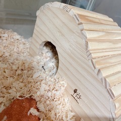 キンクマハムスター（残り1匹　♀ハム） − 大阪府