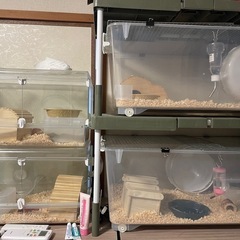 キンクマハムスター　