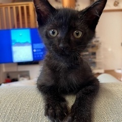 元気いっぱい黒猫🐈‍⬛ルーンくん手術ワクチン済み