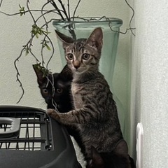 キジトラ可愛いさやちゃん譲渡会参加します！ - 猫