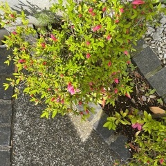 🌺ツツジ🌺の画像