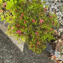 🌺ツツジ🌺の画像