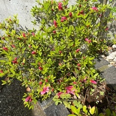 🌺ツツジ🌺の画像