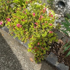 🌺ツツジ🌺の画像