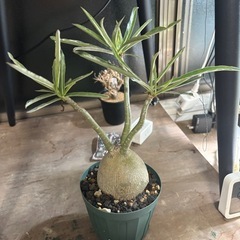 アデニウム　ソマレンセ　観葉植物　塊根植物　ビザールプランツ　生活雑貨 家庭用品 ガーデニングの画像