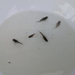 ⑫ラメめだか成魚、若魚色々お楽しみ5匹+α匹セットの画像