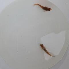 ⑫ラメめだか成魚、若魚色々お楽しみ5匹+α匹セットの画像
