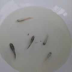 ⑫ラメめだか成魚、若魚色々お楽しみ5匹+α匹セットの画像