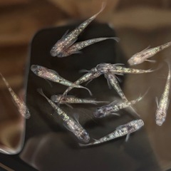 めだか 白斑ラメの画像