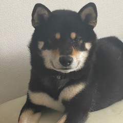 柴犬　4歳　黒