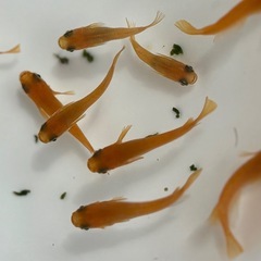 めだか 紅帝の画像
