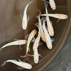 めだか スズランの画像