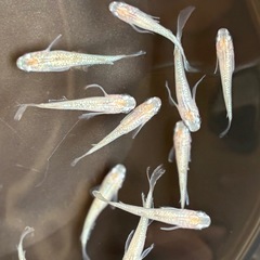 めだか スズランの画像