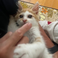 人間が好きすぎて❣️モフモフ女子