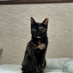 しっかり者のサビちゃん