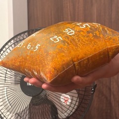 コンブチャ株分けレッスン モニターさんの画像