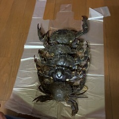 カニの画像