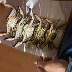 カニの画像