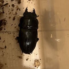 オオクワガタ マツノ久留米血統 ♂５７．１ミリ　♀４０．０ミリ　新成虫ペアの画像