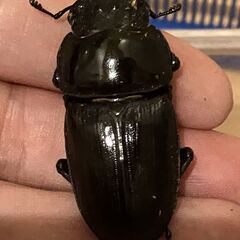 オオクワガタ 能勢YG（銚子YG）血統 ♂６０.６ミリ　♀４１.２ミリ　新成虫ペアの画像