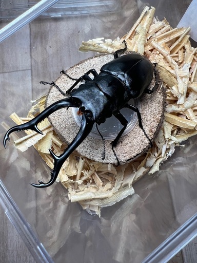 ヘラクレスオオカブト146mm、タランドゥス81.5mm、ギラファ101mm