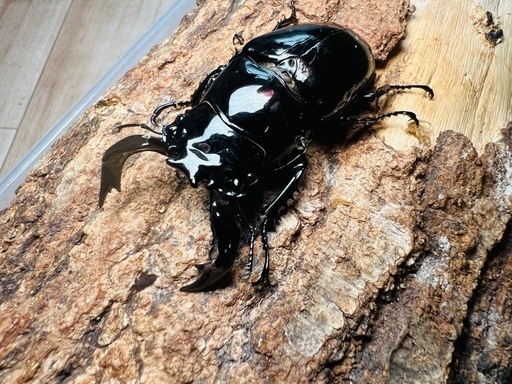 ヘラクレスオオカブト146mm、タランドゥス81.5mm、ギラファ101mm