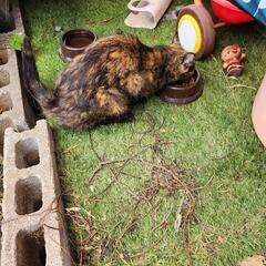 庭に居着いた親子猫