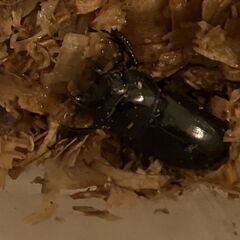 本土ヒラタクワガタ（福岡県産） ♂５９.４　♀３０.０　新成虫ペアの画像