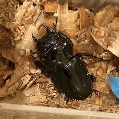 本土ヒラタクワガタ（福岡県産） ♂６０.４　♀３３.８　新成虫ペアの画像