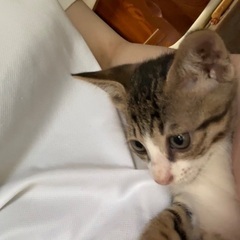 人馴れ◎子猫さん　2ヶ月